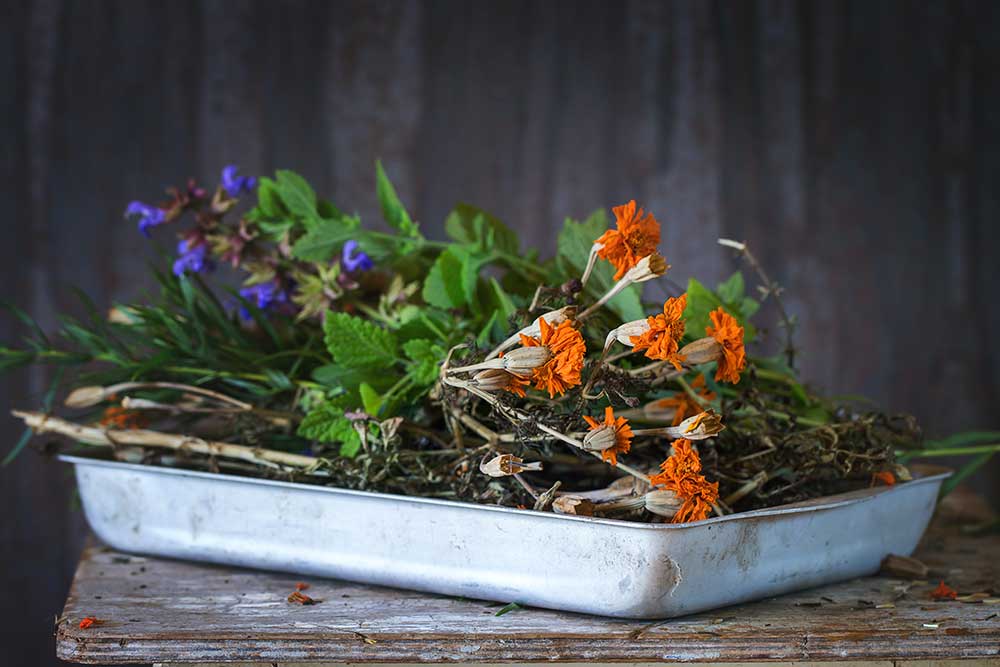 植物の力を活かす術を手に入れるための資格